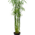Cyperus alternifolius 'Glaber', Tuff, im 23cm Topf, H�he 130cm, Breite 60cm