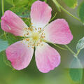 Rosa rubiginosa, Rose, Wildrose