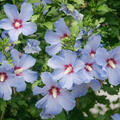 Gartenhibiskus, Hibiscus syriacus, Oiseau bleu