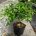 Switrus Yuzusuma 'Ukraina', Zitrus, Citrus