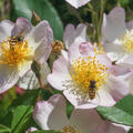 Rose Francis E. Lester, Ramblerrose (korr)