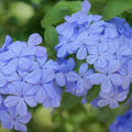 Kap-Bleiwurz, Plumbago auriculata, Mediterrane K�belpflanze
