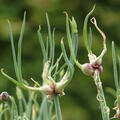 Etagenzwiebel, Allium cepa, Schattengem�se