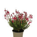 Irische Glockenheide 'Angelina'