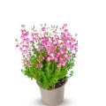 Irische Glockenheide 'Annika'