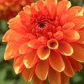 Dahlie 'American Sunset' (2er Set), modif