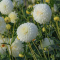 Dahlie 'Boom Boom White' (2er Set), modif