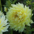 Dahlie 'Canary Fubuki' (2er Set)
