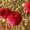 Dahlie 'Cornel' (2er Set)