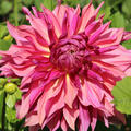 Dahlie 'Penhill Dark Monarch' (2er Set)