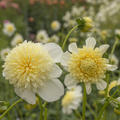 Dahlie 'Platinum Blonde' (2er Set)