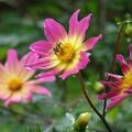 Dahlie 'Bright Eyes' (2er Set), Dahlia 'Bright Eyes'