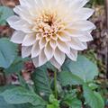 Dahlie 'Caf� au Lait' (2er Set), Dahlia 'Caf� au Lait'
