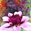 Dahlie 'Cr�me de Cassis' (2er Set), Dahlia 'Cr�me de Cassis'
