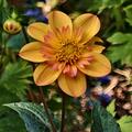Dahlie 'Kelsey Annie Joy' (2er Set), Dahlia 'Kelsey Annie Joy'