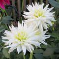 Dahlie 'Mount Tacoma' (2er Set),Bl�ten