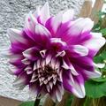 Dahlia 'Radegast', Bl�te