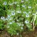 Damaszener Schwarzk�mmel 'Oxford Blue' BIO, Nigella damascena