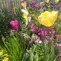 Darwin Tulpe 'Cream Cocktail', Tulipa 'Cream Cocktail' 