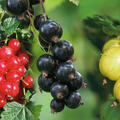 Deal, Strauchbeeren, Okt 2026