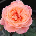 Rose Papi Delbard �