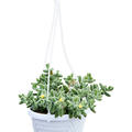 Delosperma hispidum, Ranker, im 14cm Topf, H�he 20cm, Breite 20cm