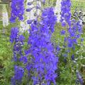 Delphinium x belladonna 'V�lkerfrieden'