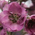 Delphinium elatum 'Dusky Maidens'
