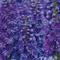 Delphinium x el. F1 'Pagan Purples'