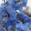 Delphinium x elatum F1 'Sunny Skies'