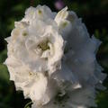 Delphinium x elatum F1-Hybride 'Double Innocence'