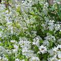 Deutzia gracilis, Deutzia gracilis