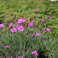 Dianthus gratianopolitanus 'Eydangeri'