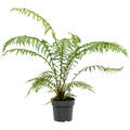 Dicksonia antarctica, Stamm, im 26cm Topf, H�he 70cm, Breite 50cm
