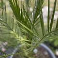 Die Kanarische Dattelpalme - zu Recht ein Klassiker im besten Sinne, Phoenix canariensis
