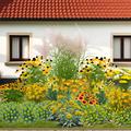 Staudenbeet Zeichnung 'Die Sonne geht auf' - In der dargestellten Zeichnung werden alle Pflanzen bl�hend gezeigt, was nat�rlich nicht realistisch ist. Tats�chlich ist die Pflanzenliste so gew�hlt, dass �ber einen langen Zeitraum immer etwas bl�ht.