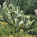 Die gelb-gr�ne hundertj�hrige Agave Lubera