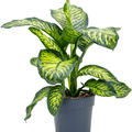 Dieffenbachia seguine 'Maroba', Busch, im 24cm Topf, H�he 90cm, Breite 60cm