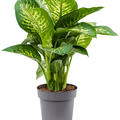 Dieffenbachia seguine 'Reeva', Tuff, im 24cm Topf, H�he 70cm, Breite 45cm