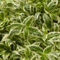 Diervilla sessiliflora First Editions Cool Splash, Amerikanische Weigelie, Kordes