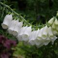 Digitalis purpurea 'Alba', Digitalis purpurea 'Alba'