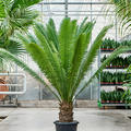 Dioon spinulosum, Stamm, im 30cm Topf, H�he 160cm, Breite 130cm