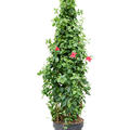 Dipladenia classic pink, Pyramide, im 30cm Topf, H�he 160cm, Breite 55cm