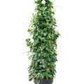 Dipladenia classic white, Pyramide, im 30cm Topf, H�he 160cm, Breite 55cm