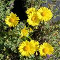 Doronicum or. 'Leonardo Compact' TM