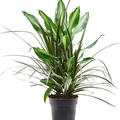 Dracaena combo, im 17cm Topf, H�he 60cm, Breite 20cm