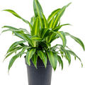 Dracaena fragans 'Arco Iris', Kopf, im 24cm Topf, H�he 60cm, Breite 60cm