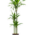 Dracaena fragrans 'Arturo', 90-60-30, im 24cm Topf, H�he 150cm, Breite 50cm