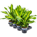 Dracaena fragrans 'Burley' 7/tay, Kopf, im 14cm Topf, H�he 40cm, Breite 25cm