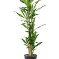 Dracaena fragrans 'Burundii', 90-Carrousel, im 24cm Topf, H�he 140cm, Breite 40cm